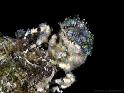 Decorator crab, found this on rock reef and size about 20mm. by Hon Ping 